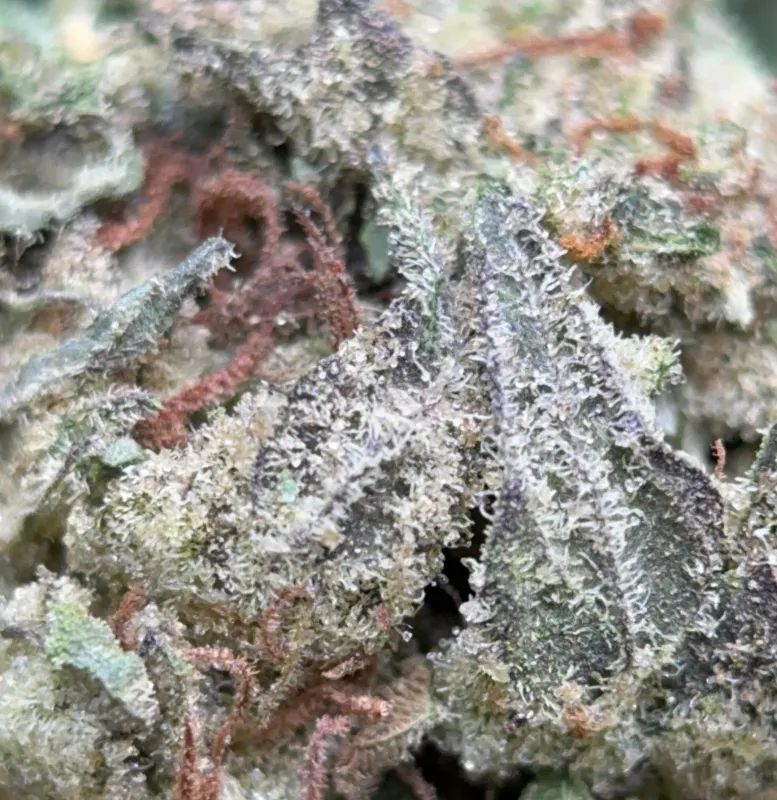BC Pink Kush product image 3