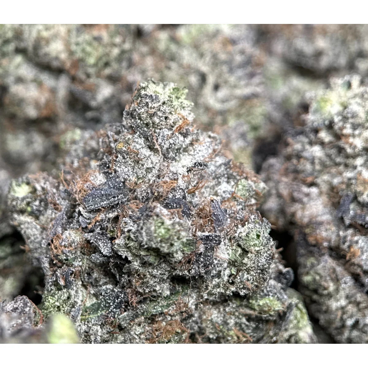 Black Roses product image 5