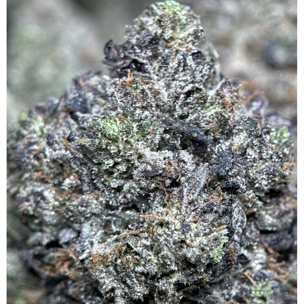Black Roses product image 6