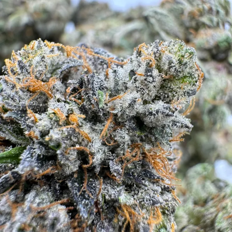 Death Tuna (Cali Bricks)