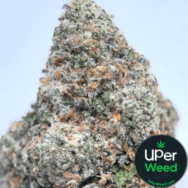 Black Ghost OG