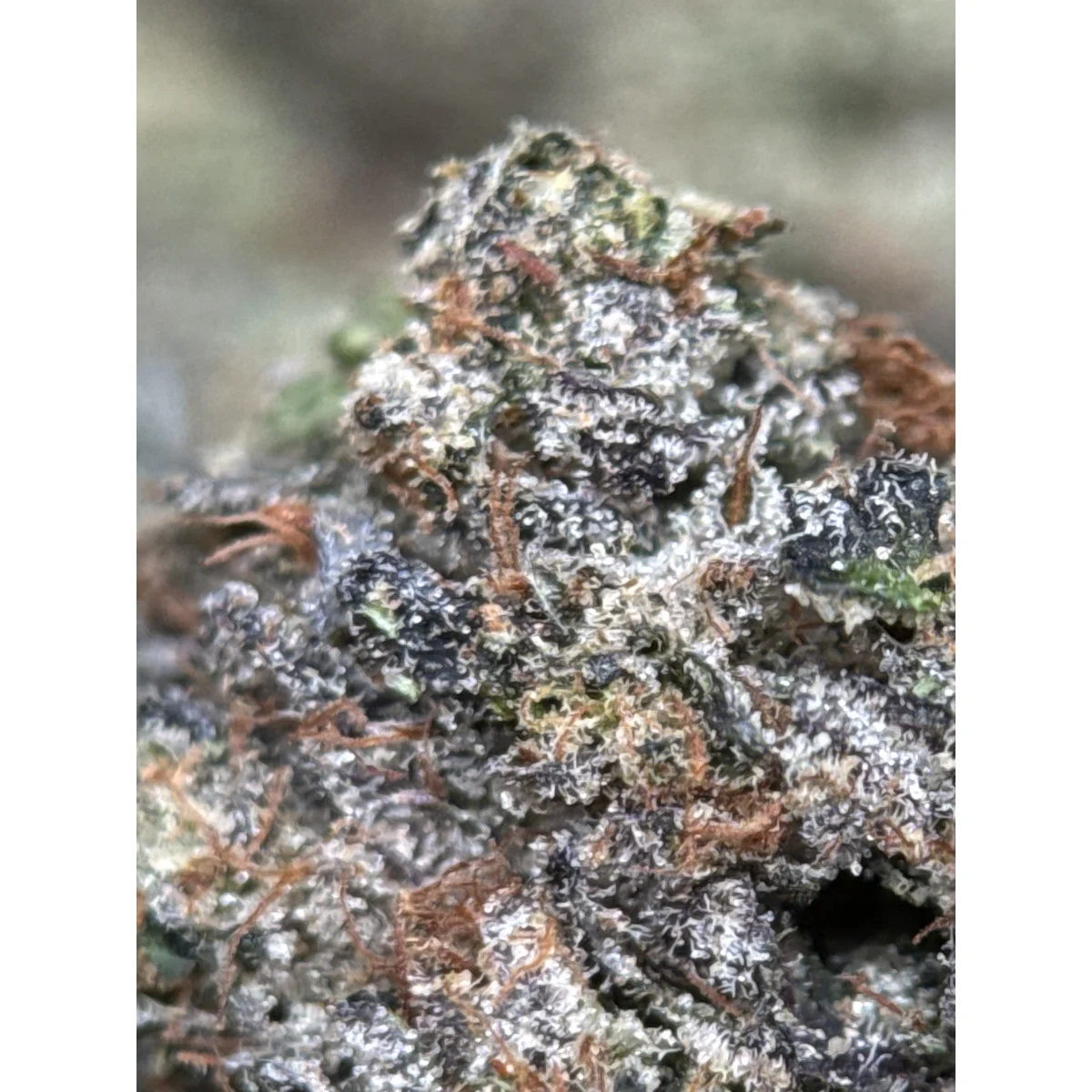 BC Black Tuna product image 2