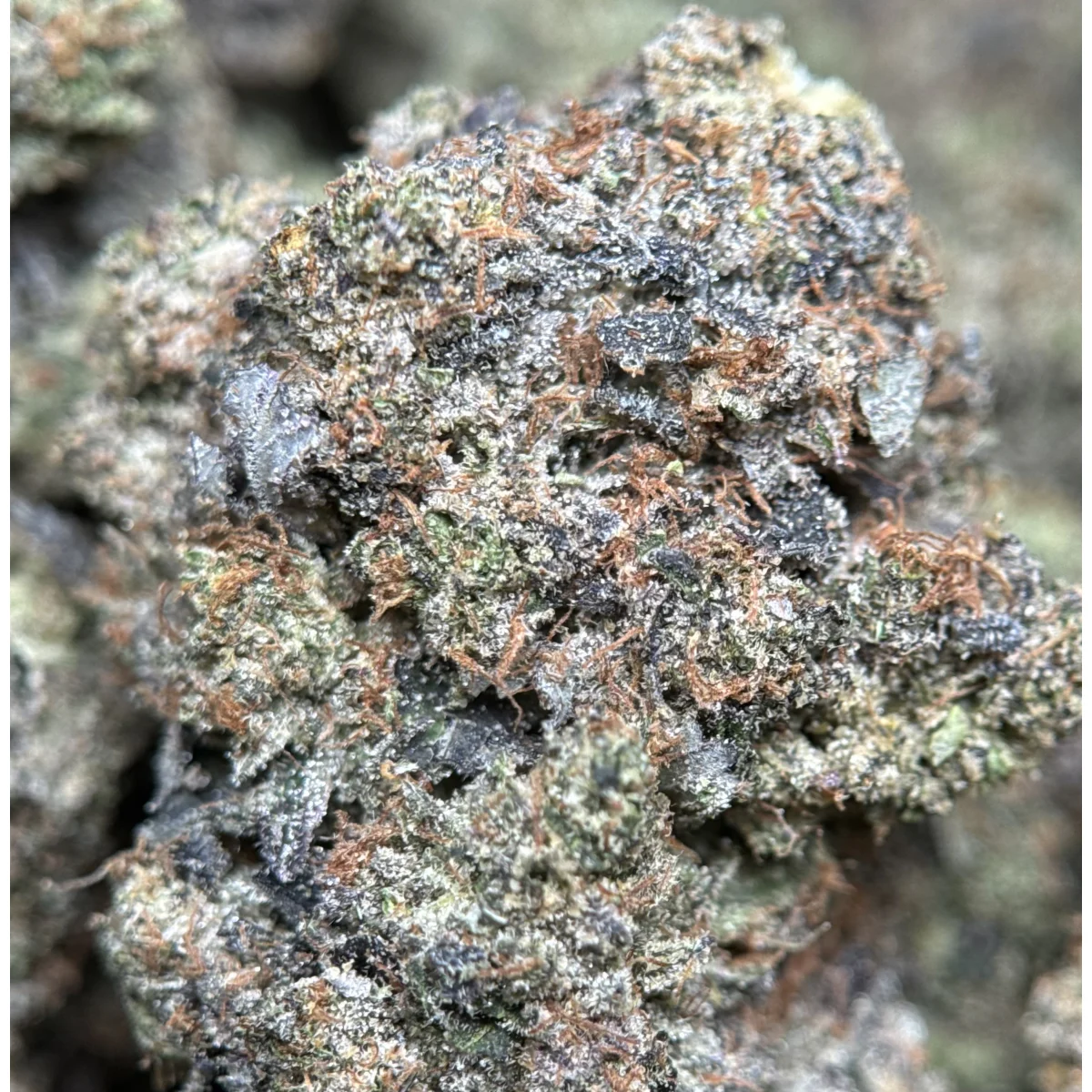 BC Black Tuna product image 4
