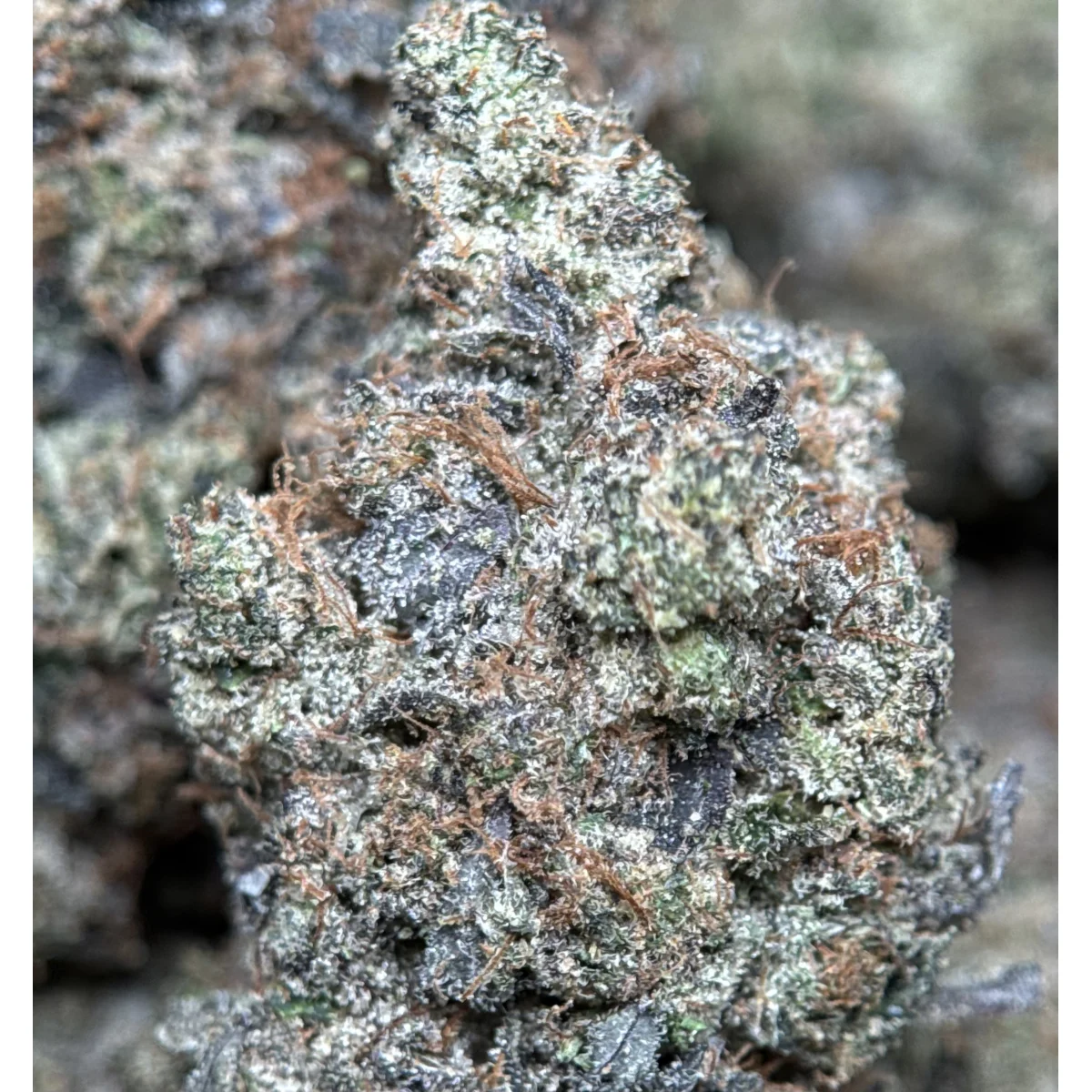 BC Black Tuna product image 6