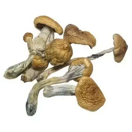 Mushroom Almond Chocolate Bites